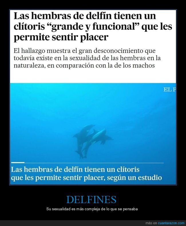 delfines,hembra,sentir,placer