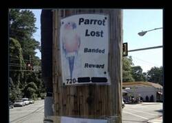 Enlace a Perdido y encontrado