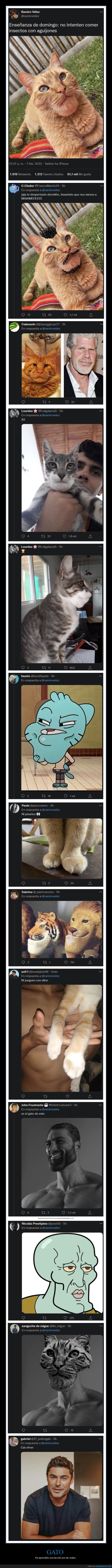 gato,comer,abeja,barbilla