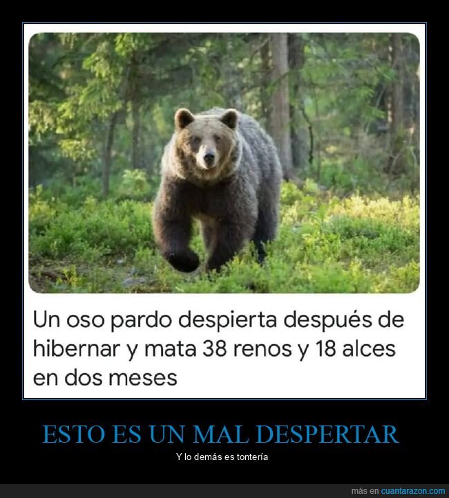 despertar,hibernación,matar,oso,wtf