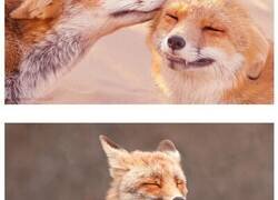Enlace a Estas fotos de zorros mostrando amor podrían ser lo que necesitas hoy