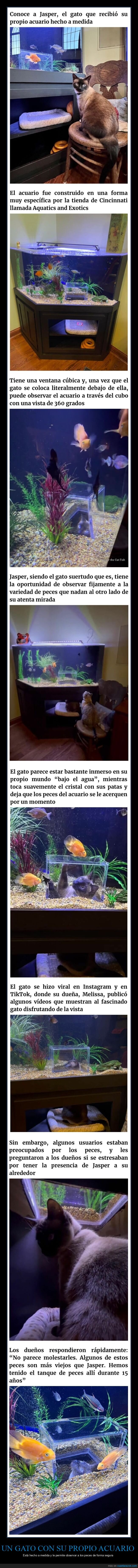 gato,acuario,peces