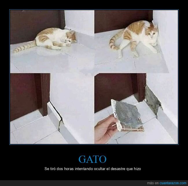 gato,baldosa,ocultando