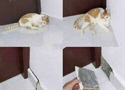 Enlace a Ocultando las pruebas