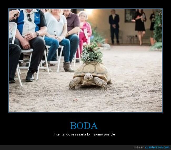 boda,tortuga,wtf