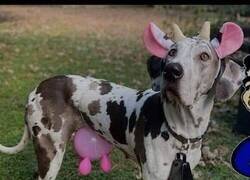 Enlace a Qué vaca más rara...