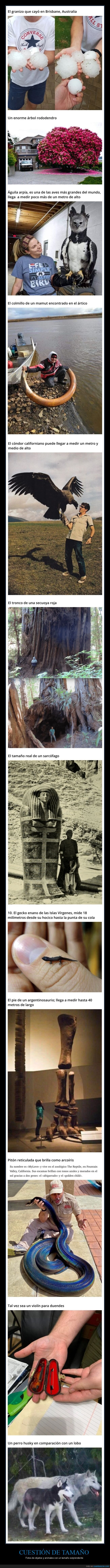 tamaño,curiosidades