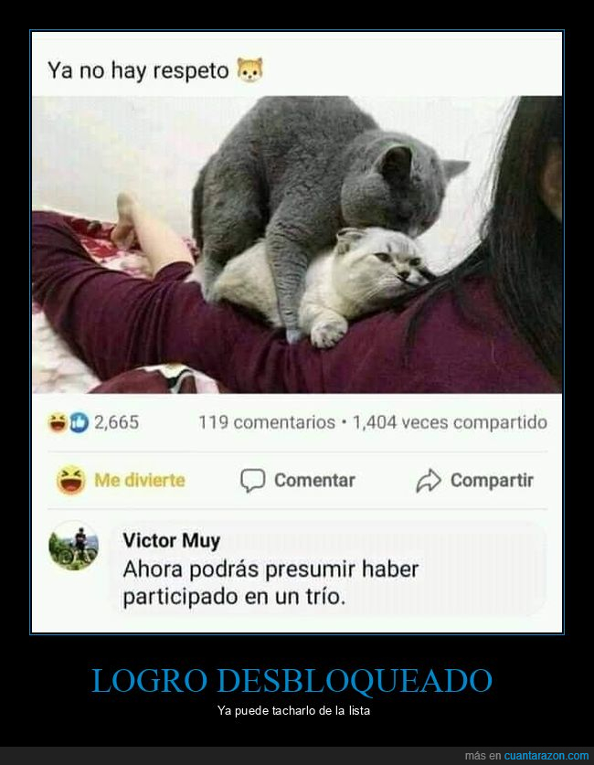 gatos,montando,trío