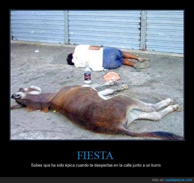 borracho,burro,durmiendo,wtf