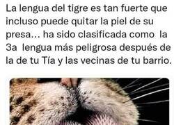 Enlace a Las lenguas más peligrosas