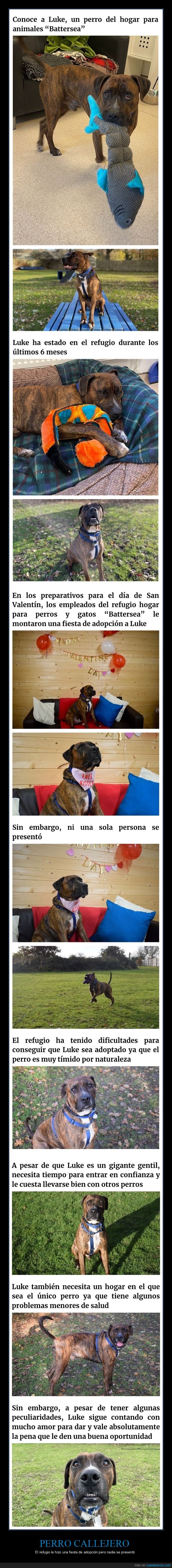 perro,fiesta,adopción,presentarse
