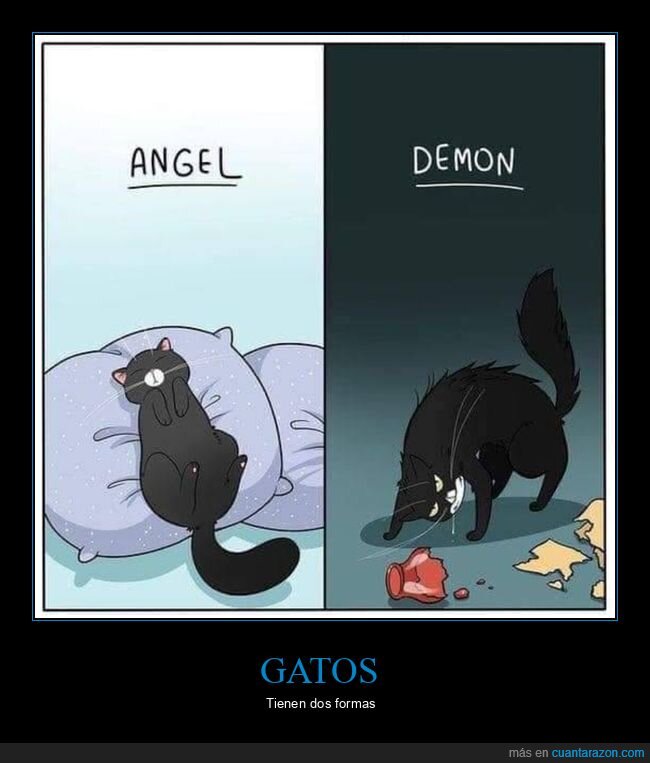 gatos,formas,ángel,demonio