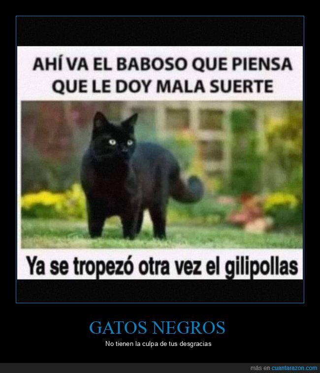 gato,negro,mala suerte