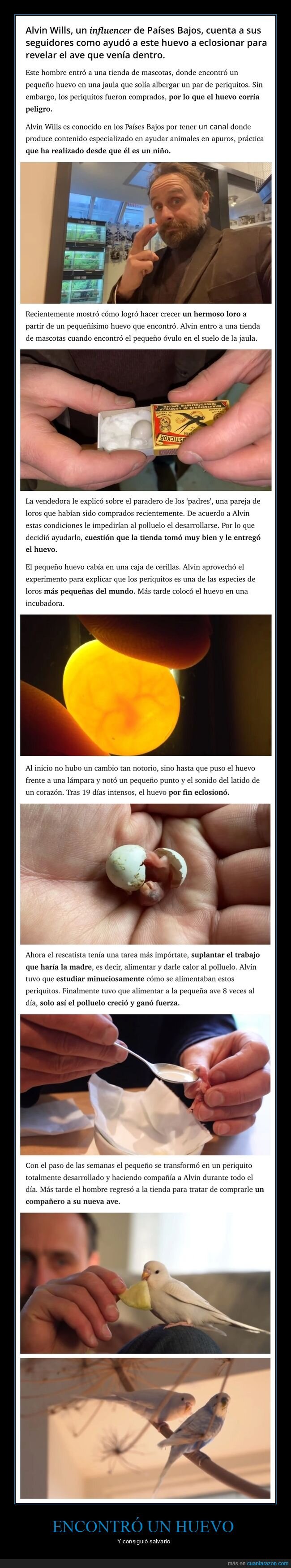 huevo,tienda de mascotas,periquito