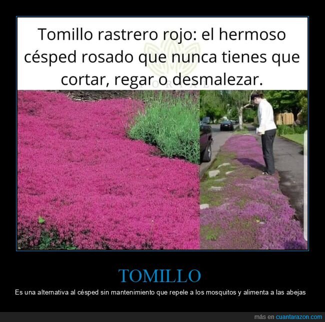 tomillo,curiosidades