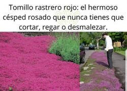 Enlace a Alternativa al césped