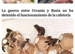 Enlace a Esta cafetería de gatos ucraniana permanece abierta durante la guerra
