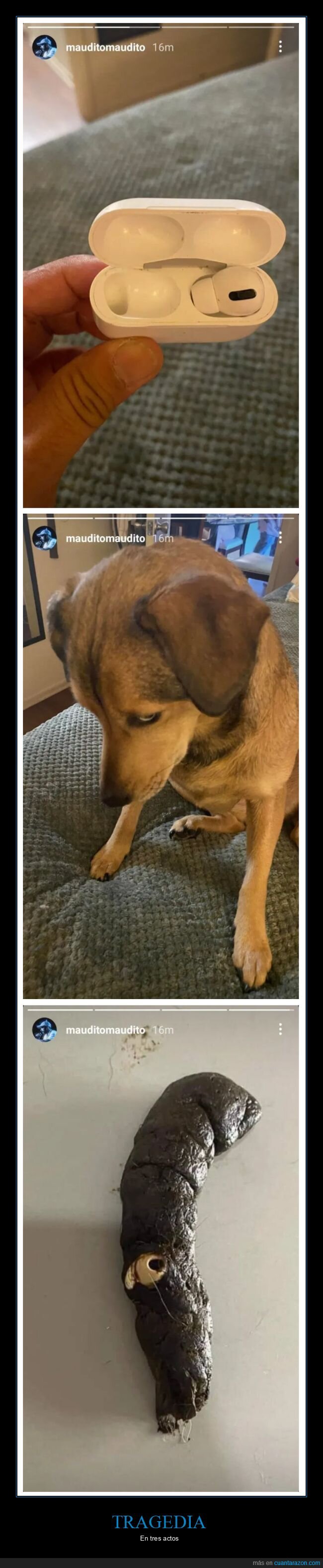 auriculares,comer,fails,mierda,perros