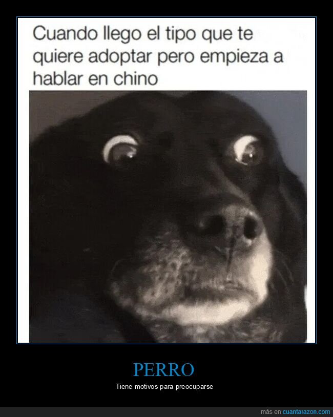 chino,perros