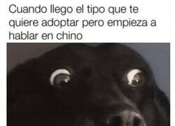 Enlace a Preocupación canina