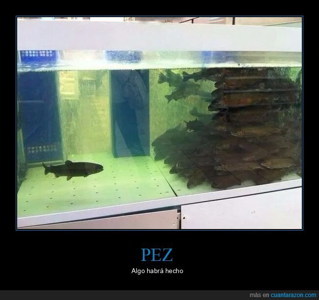 acuario,peces,pez,wtf