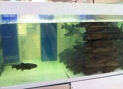 Enlace a El menos popular del acuario