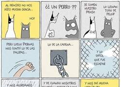 Enlace a Nueva mascota en casa