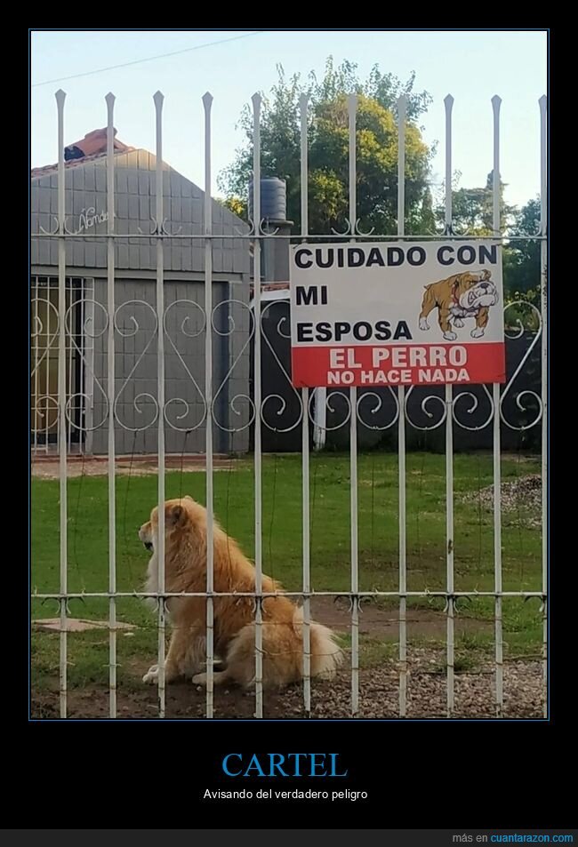 carteles,mujer,perros