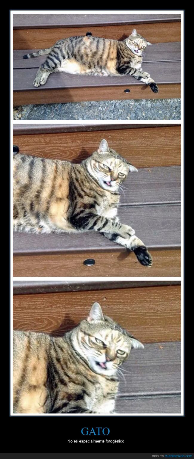 fotogénico,gatos