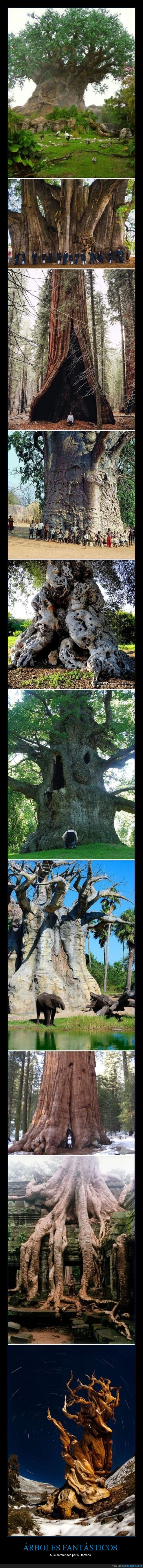 árboles,gigantes