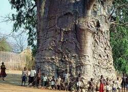 Enlace a Árboles fantásticos que sorprenden por su tamaño