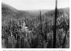 Enlace a «El Misterio de Tunguska»: El meteorito en Siberia con la fuerza de 300 bombas atómicas