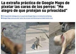 Enlace a Respetando la privacidad canina