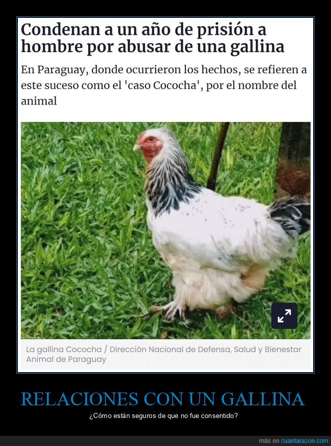 condena,prisión,gallina