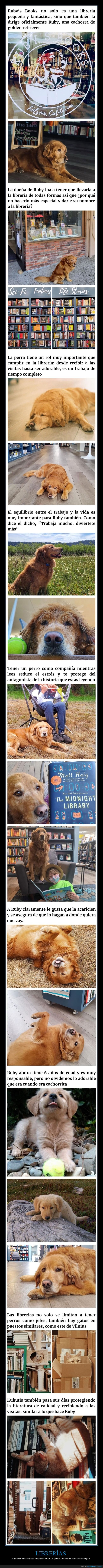 librería,perro,jefe
