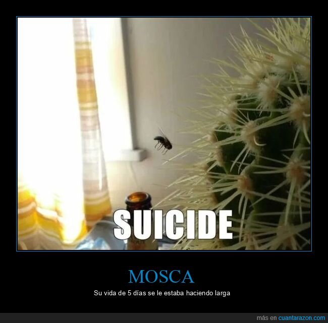 cactus,mosca,wtf