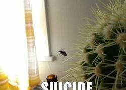 Enlace a Mosca suicida