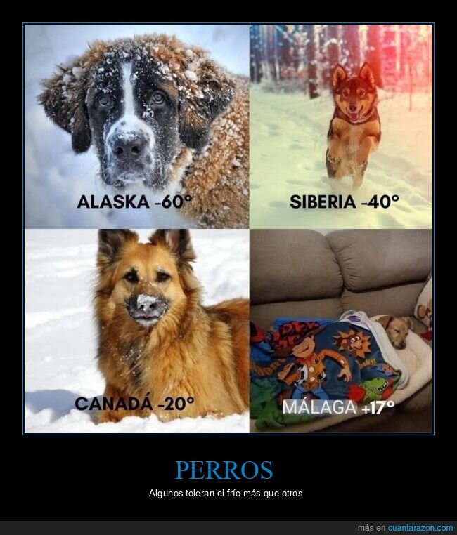 perros,frío
