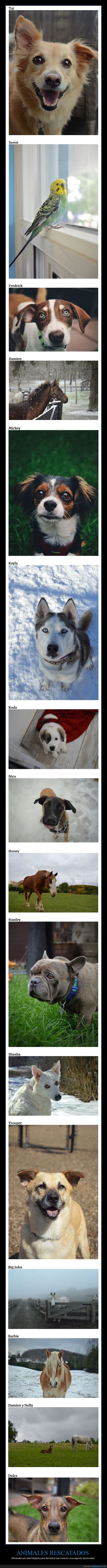 animales,rescatados,segunda oportunidad