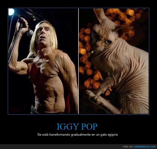 iggy pop,gato egipcio,parecidos