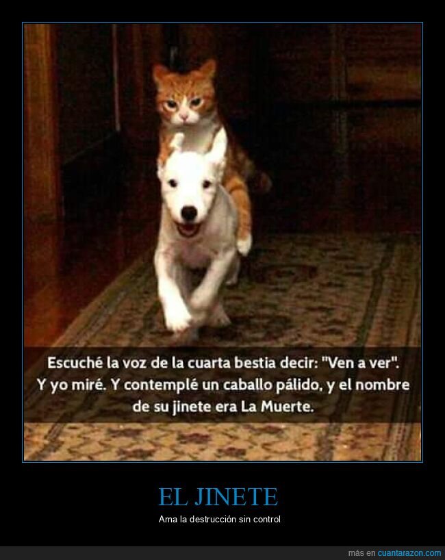 gato,perro,cabalgando,jinete