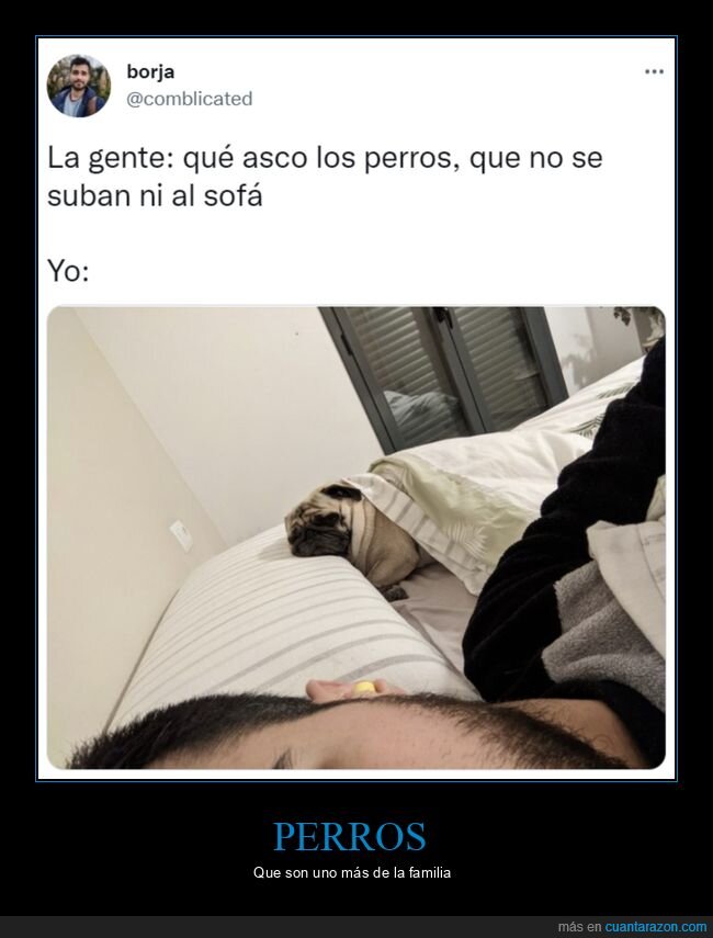 perro,acostado,cama