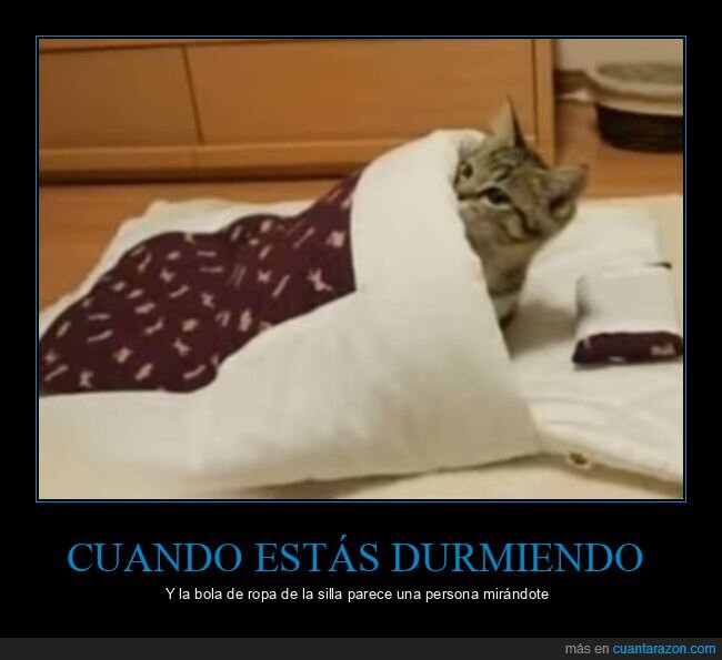 durmiendo,ropa,silla,persona,mirándote,gato