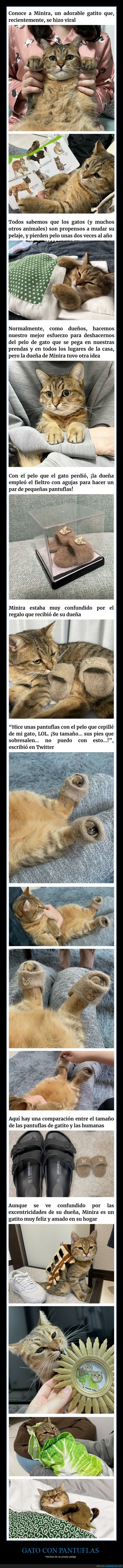 gato,pantuflas,pelaje