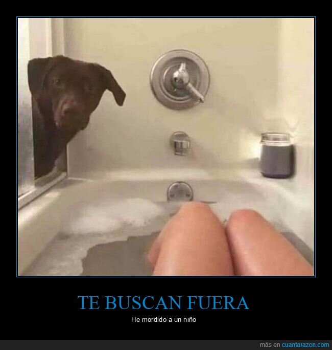 perro,bañera