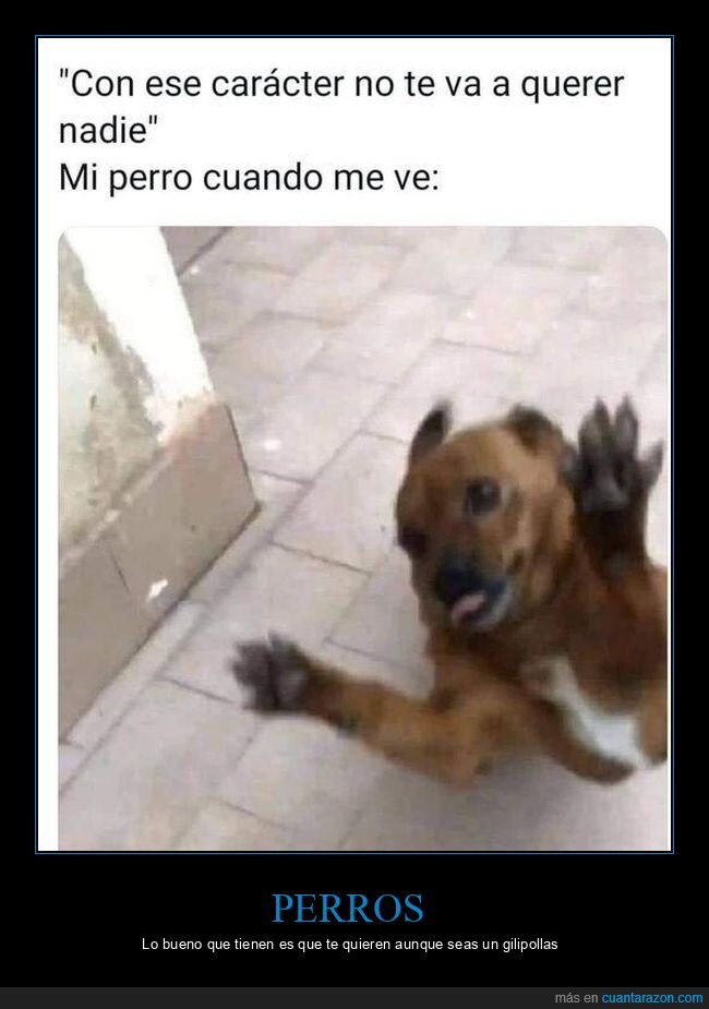 perro,caracter,querer