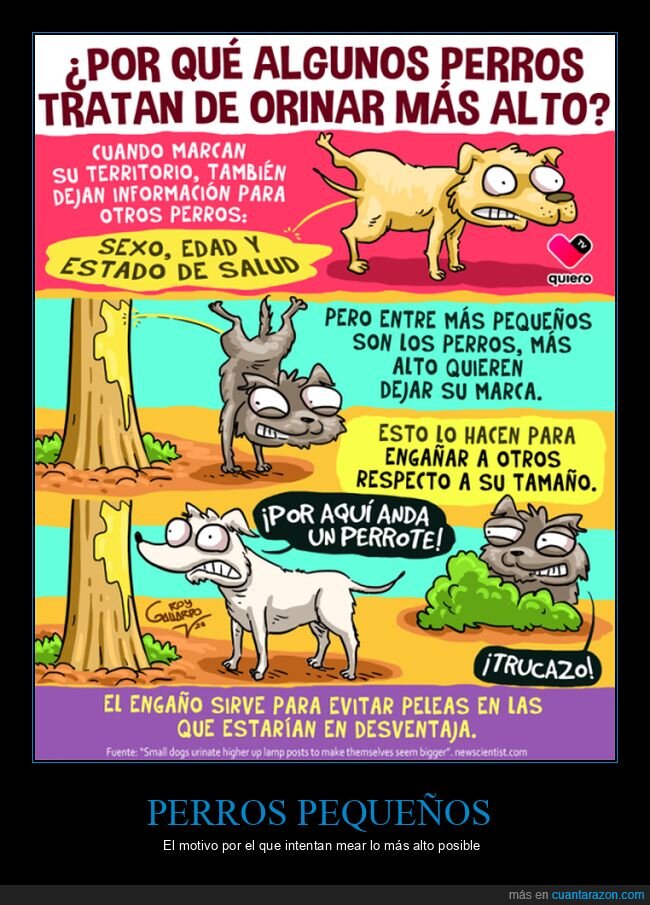 perros,pequeños,mear