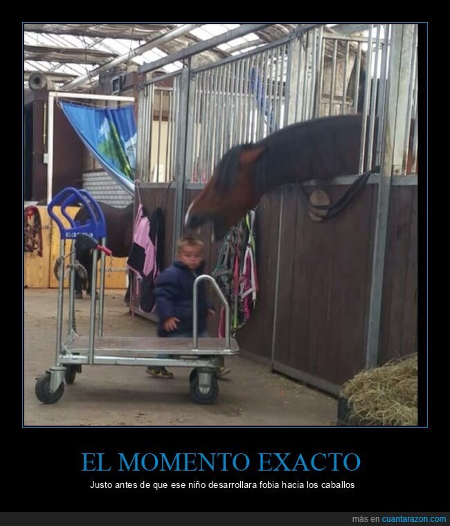 caballo,niño,momento exacto