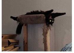 Enlace a Gatos actuando tan raro que había que sacarles una foto