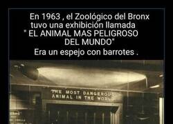 Enlace a EL SER HUMANO